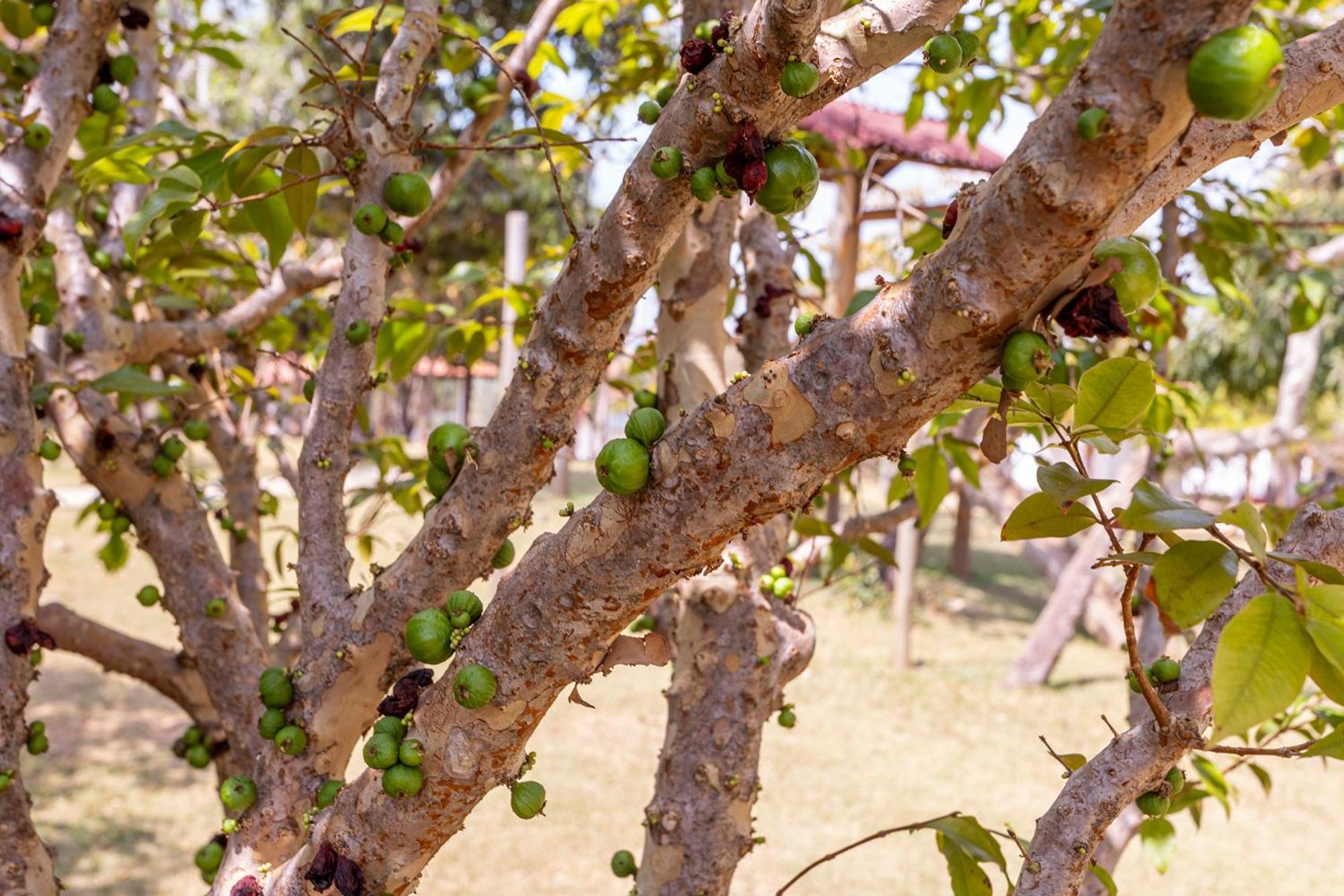Pousada Vereda Da Serra Pirenópolis 外观 照片