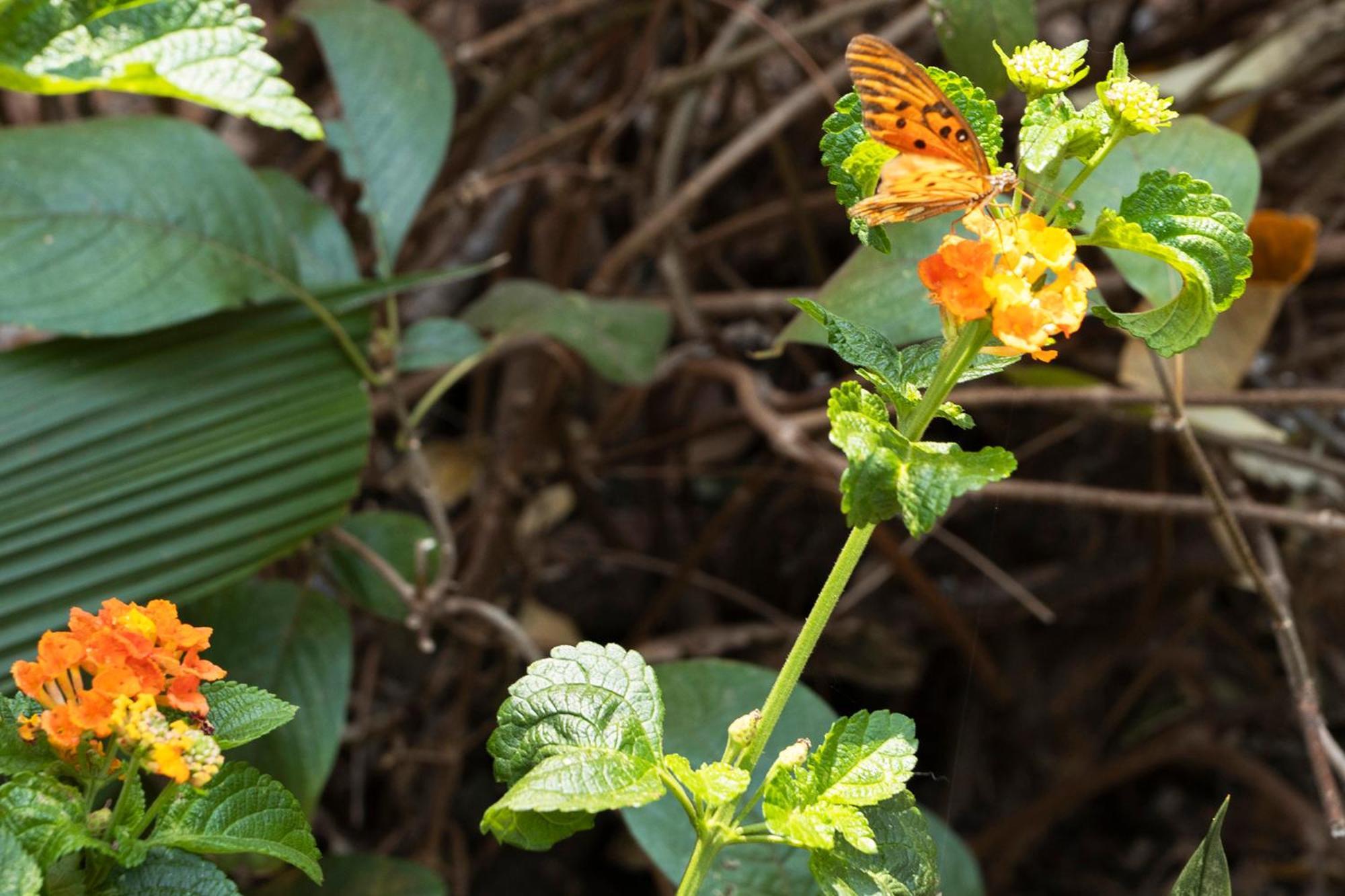 Pousada Vereda Da Serra Pirenópolis 外观 照片
